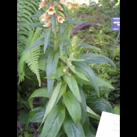 Digitale - Digitalis Laevigata (02)